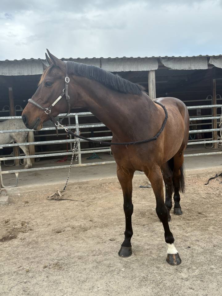 Hongre Holsteiner 8 ans. 