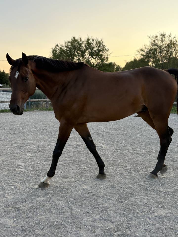 Hongre Holsteiner 8 ans. 