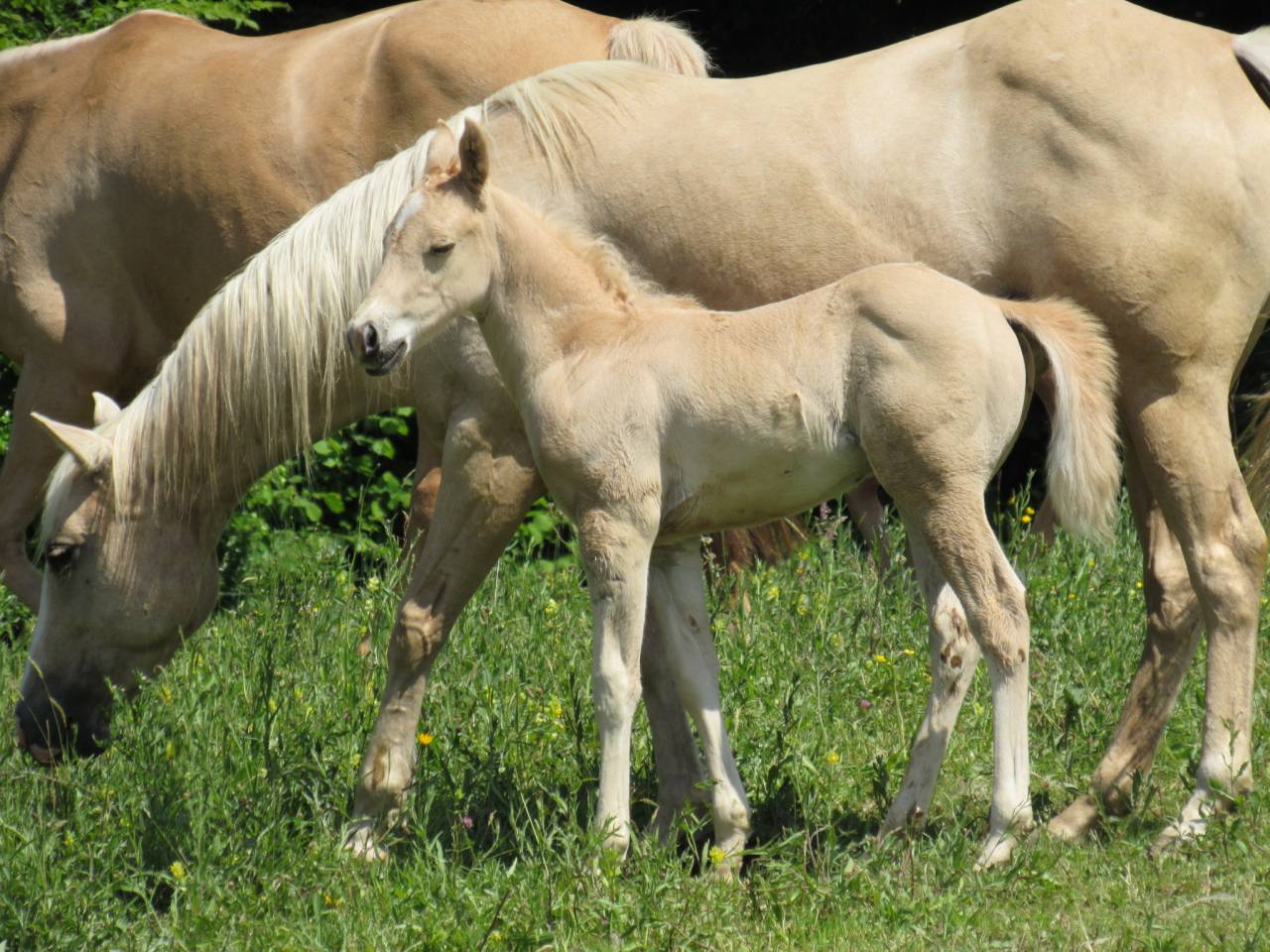 Poulain cheval palomino quarter horse QH