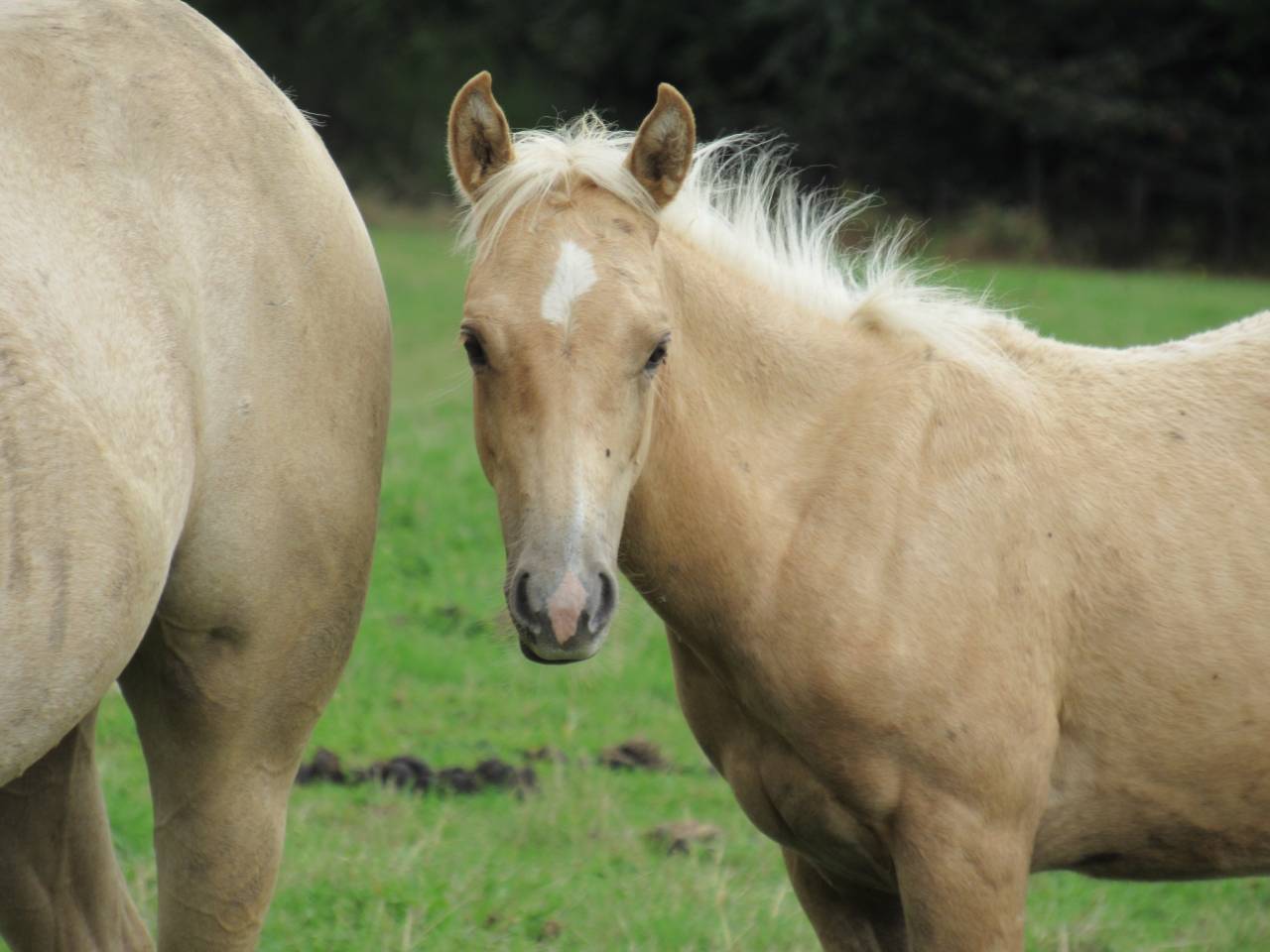Poulain cheval palomino quarter horse QH