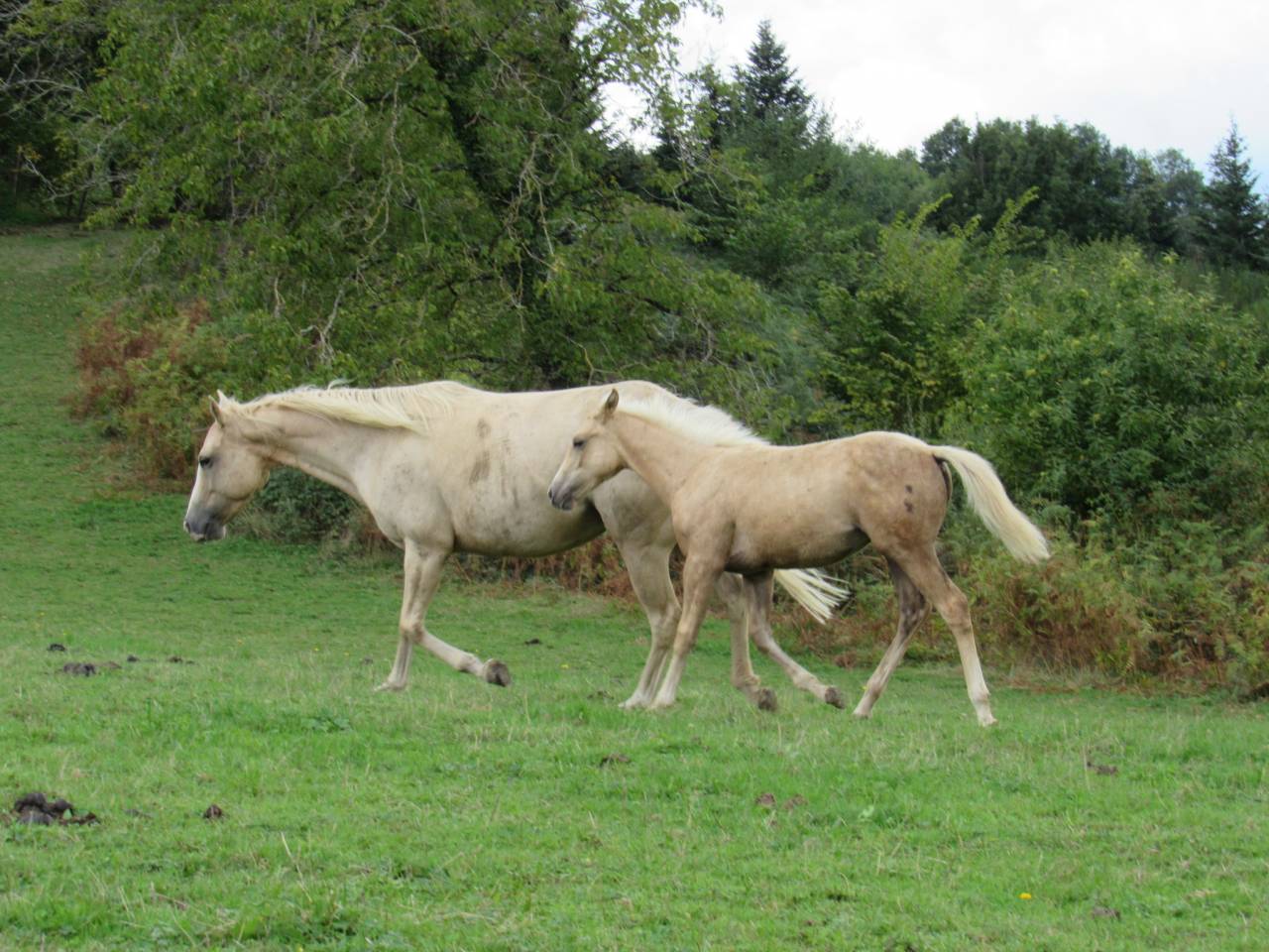 Poulain cheval palomino quarter horse QH