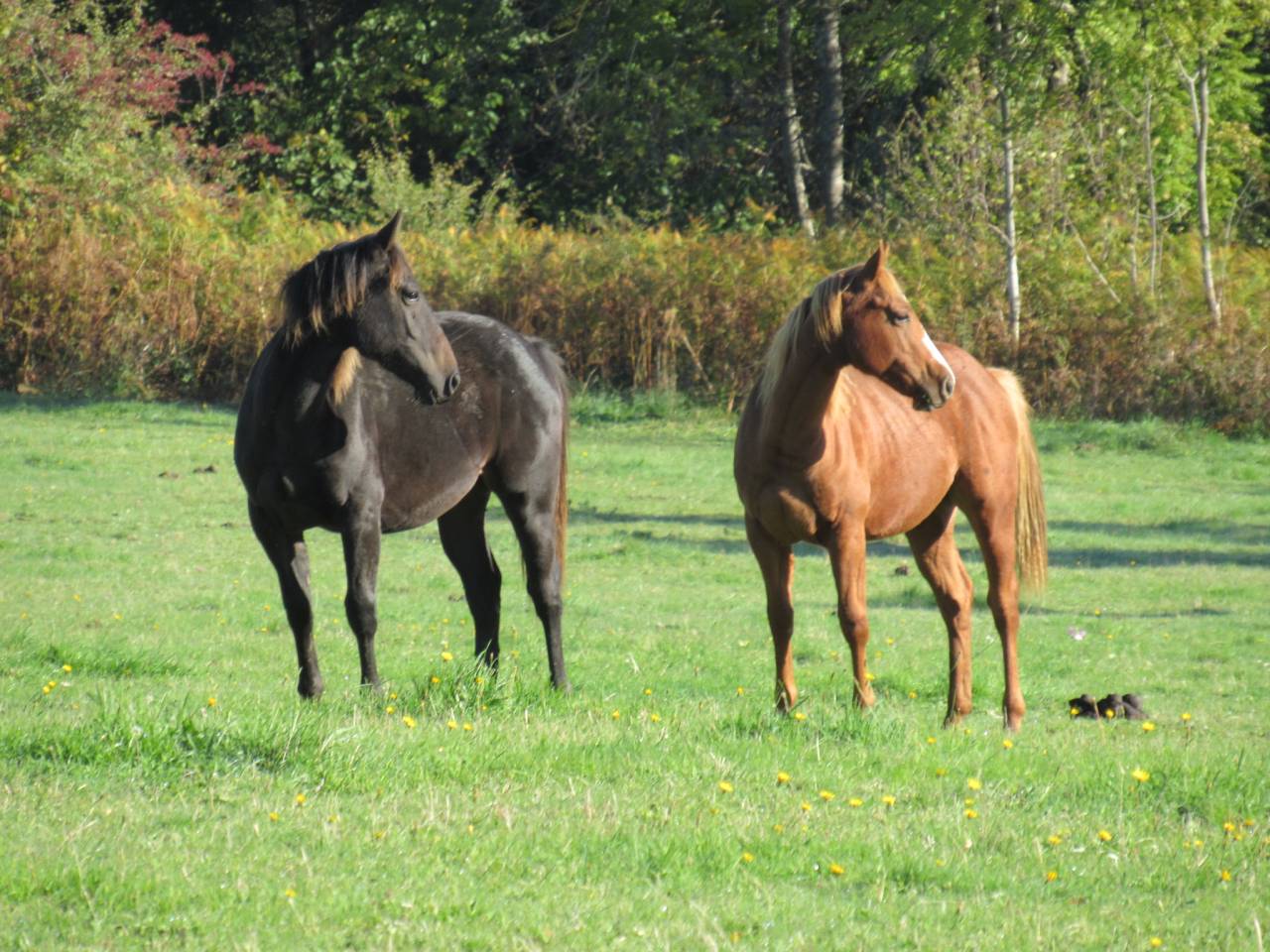 Cheval Poulain Quarter Horse QH