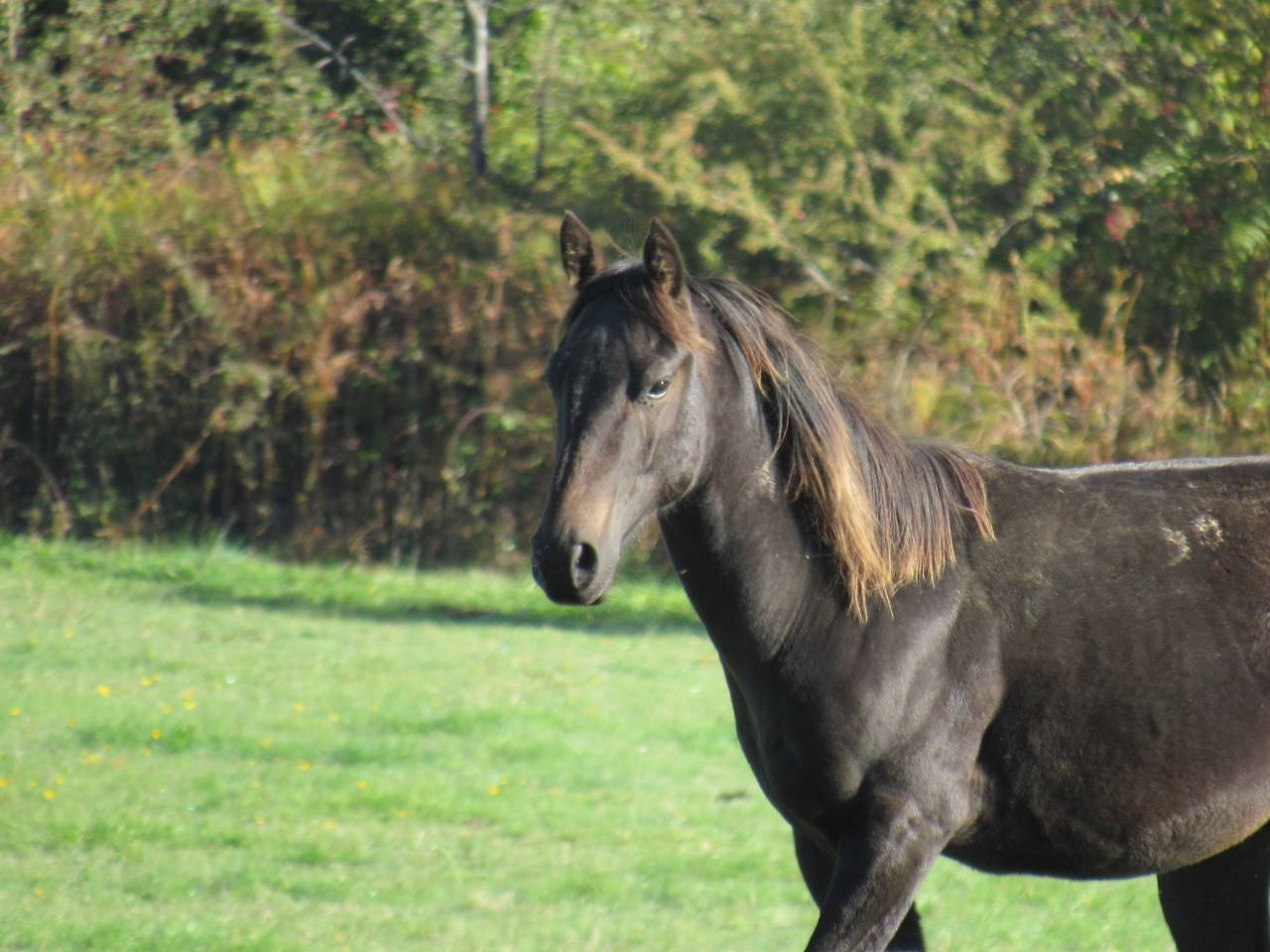 Cheval Poulain Quarter Horse QH