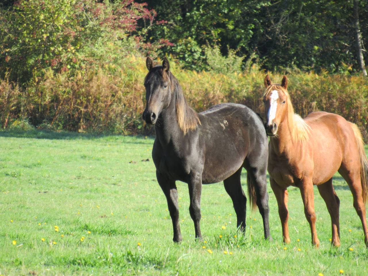 Cheval Poulain Quarter Horse QH