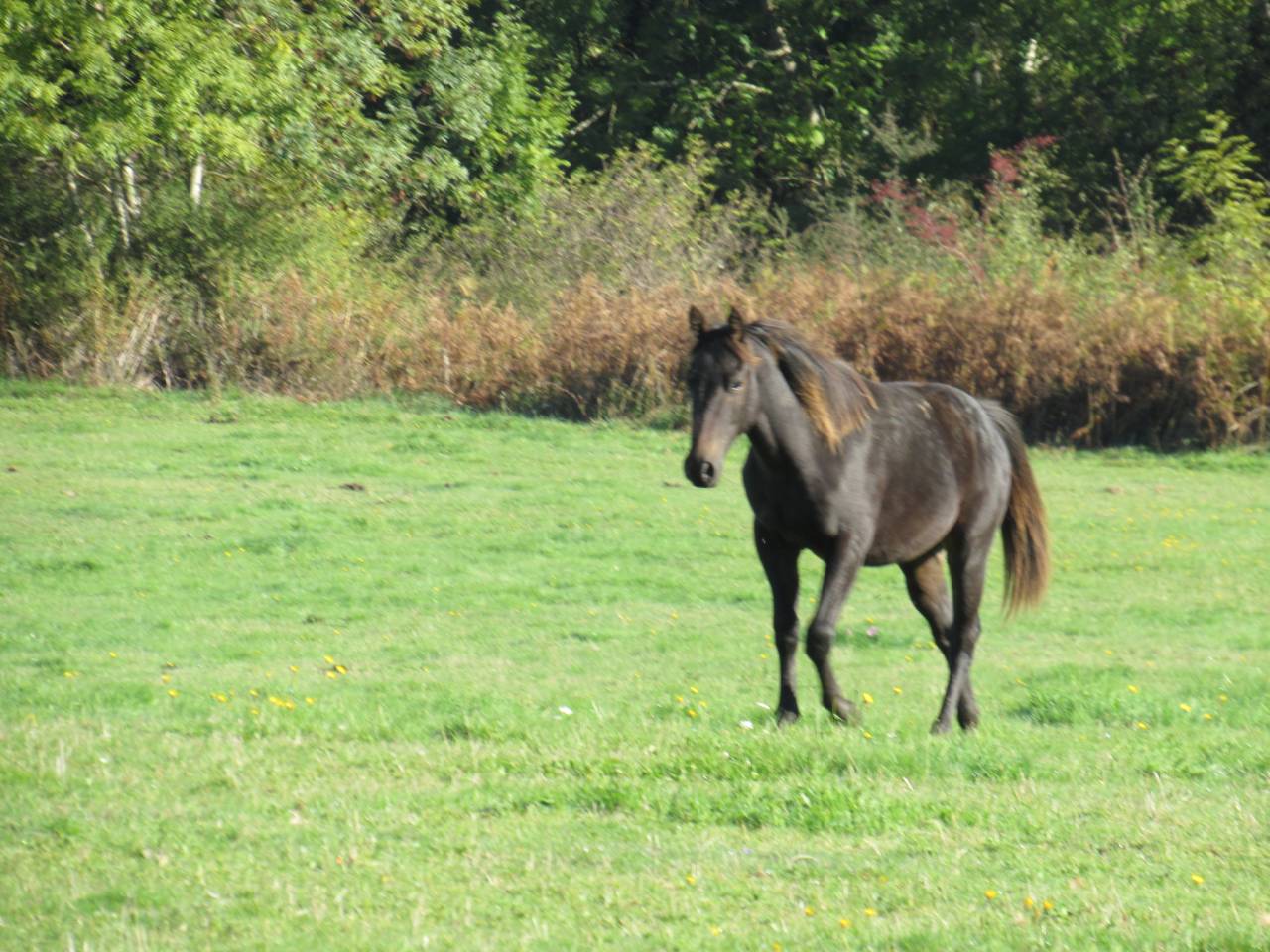 Cheval Poulain Quarter Horse QH