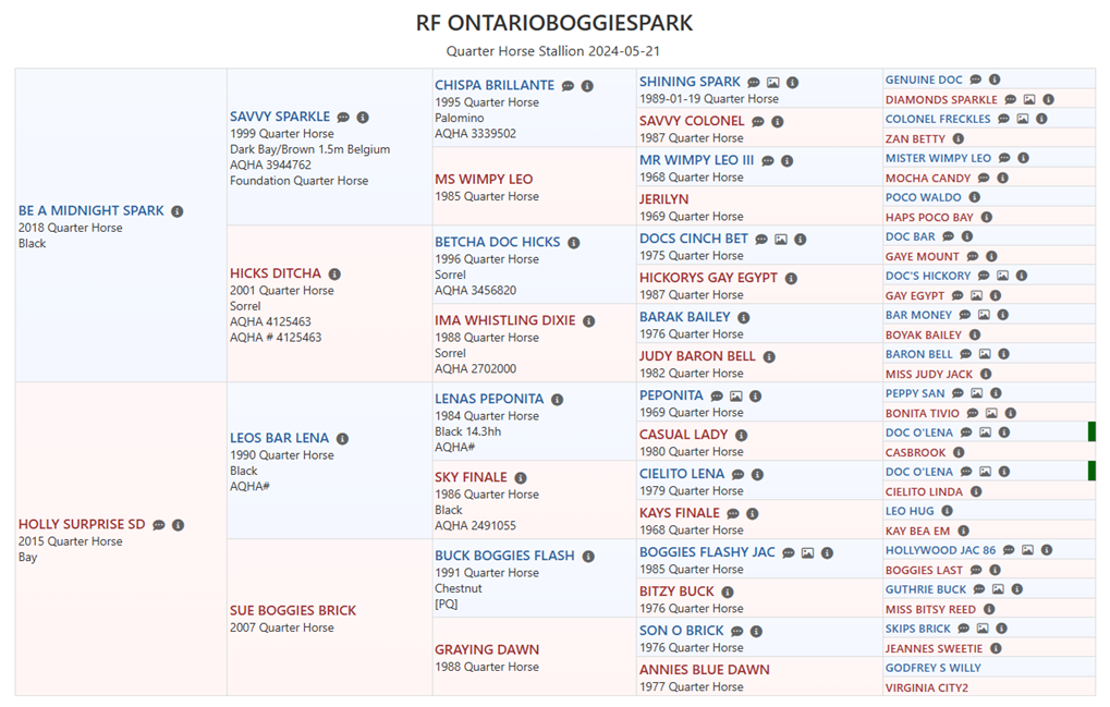 Cheval Poulain Quarter Horse QH