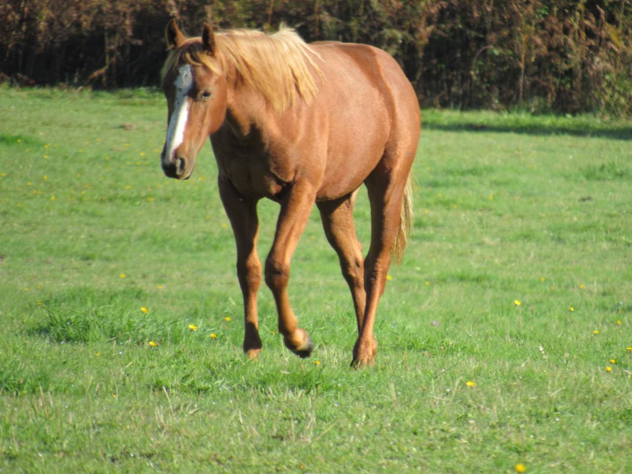 Cheval Poulain Alezan Rabicano Quarter Horse QH