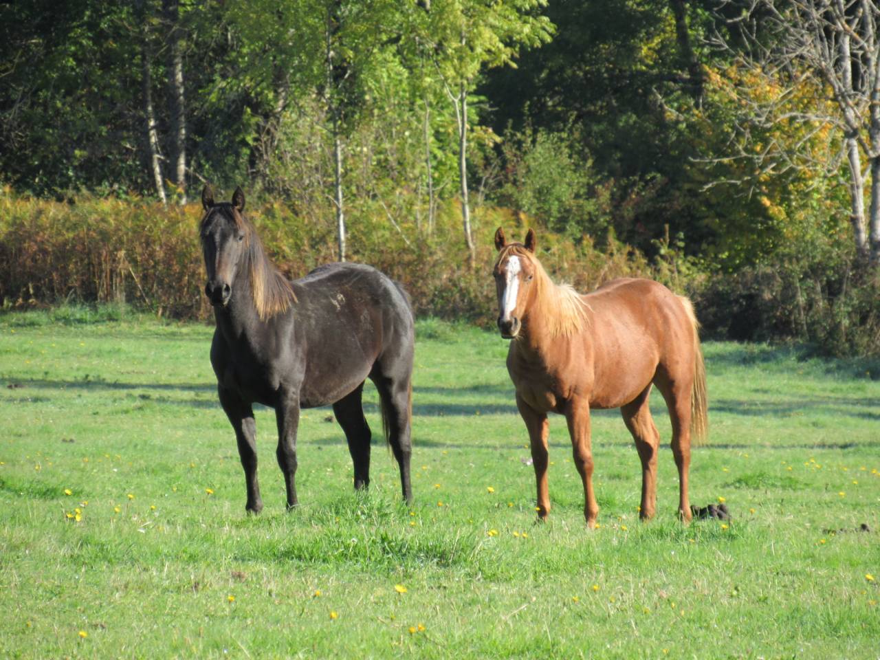 Cheval Poulain Alezan Rabicano Quarter Horse QH