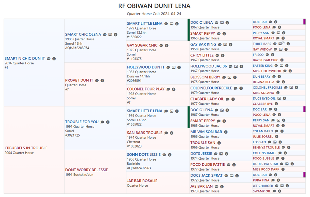 Cheval Poulain Alezan Rabicano Quarter Horse QH