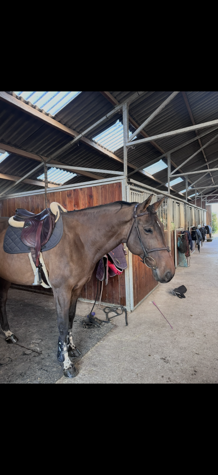 Falisse de la Parguia