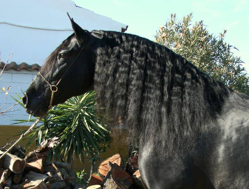 Pouliche pure espagnole