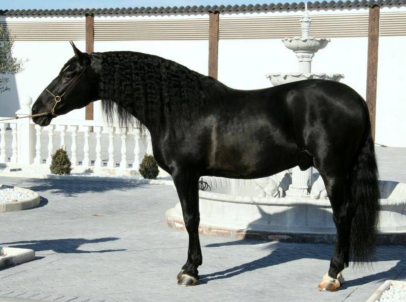 Pouliche pure espagnole