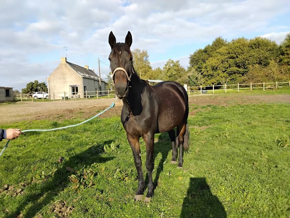 Adorable jument TF de 10 ans pour reconversion 