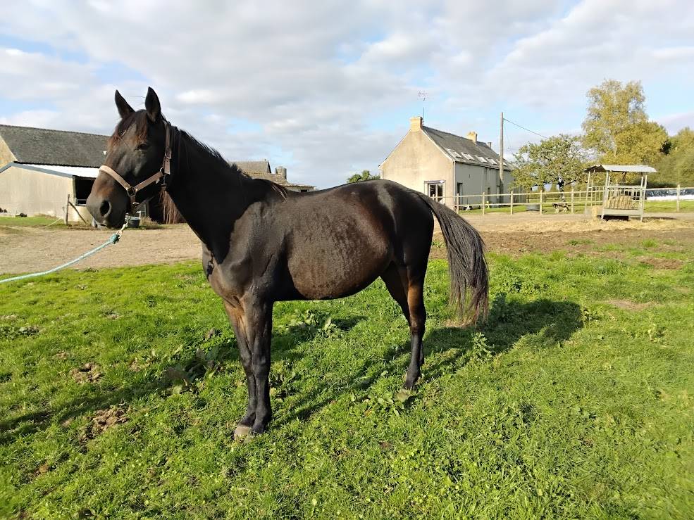 Adorable jument TF de 10 ans pour reconversion 