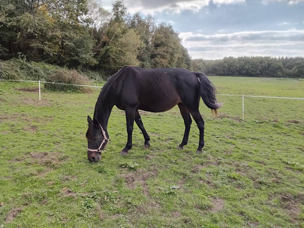 Adorable jument TF de 10 ans pour reconversion 