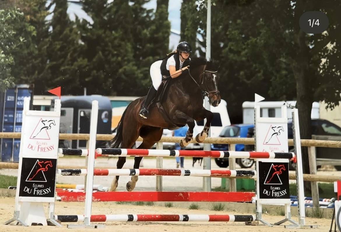 Cheval maître d’école 