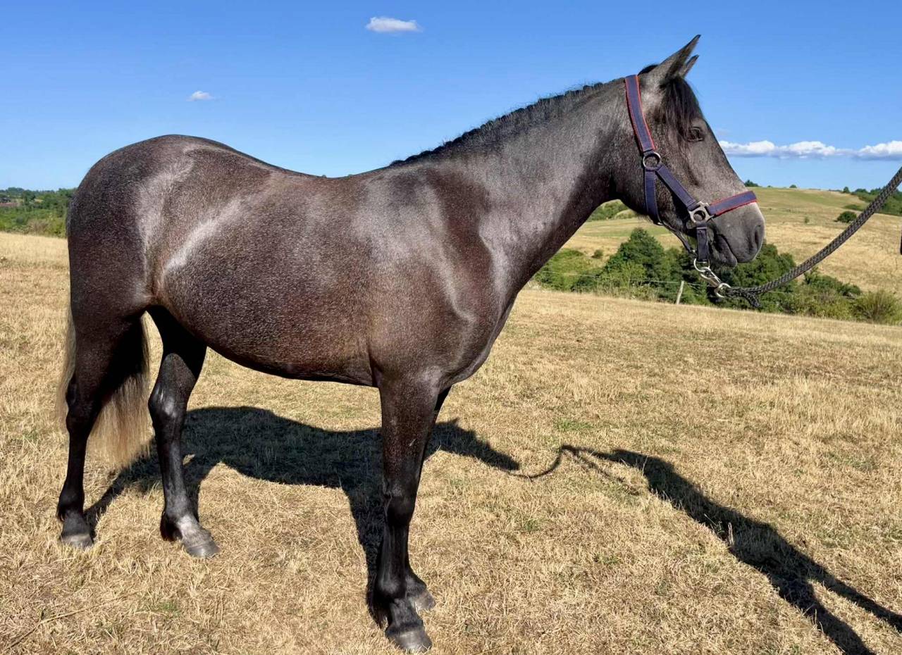 Nial des Hors 