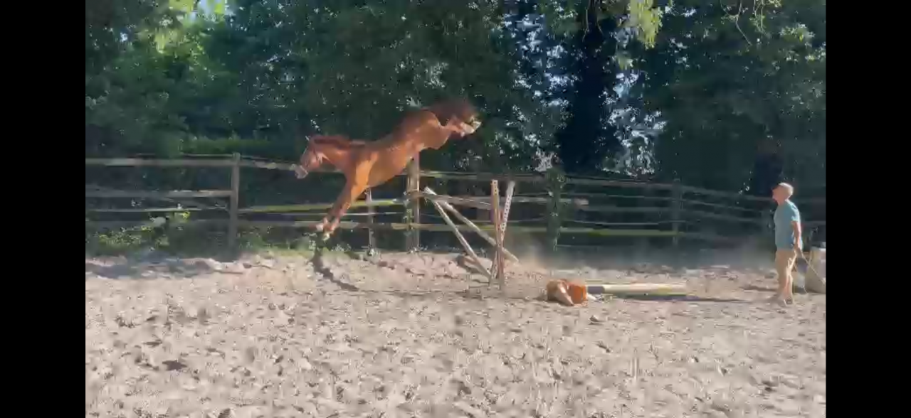 Hongre selle français 