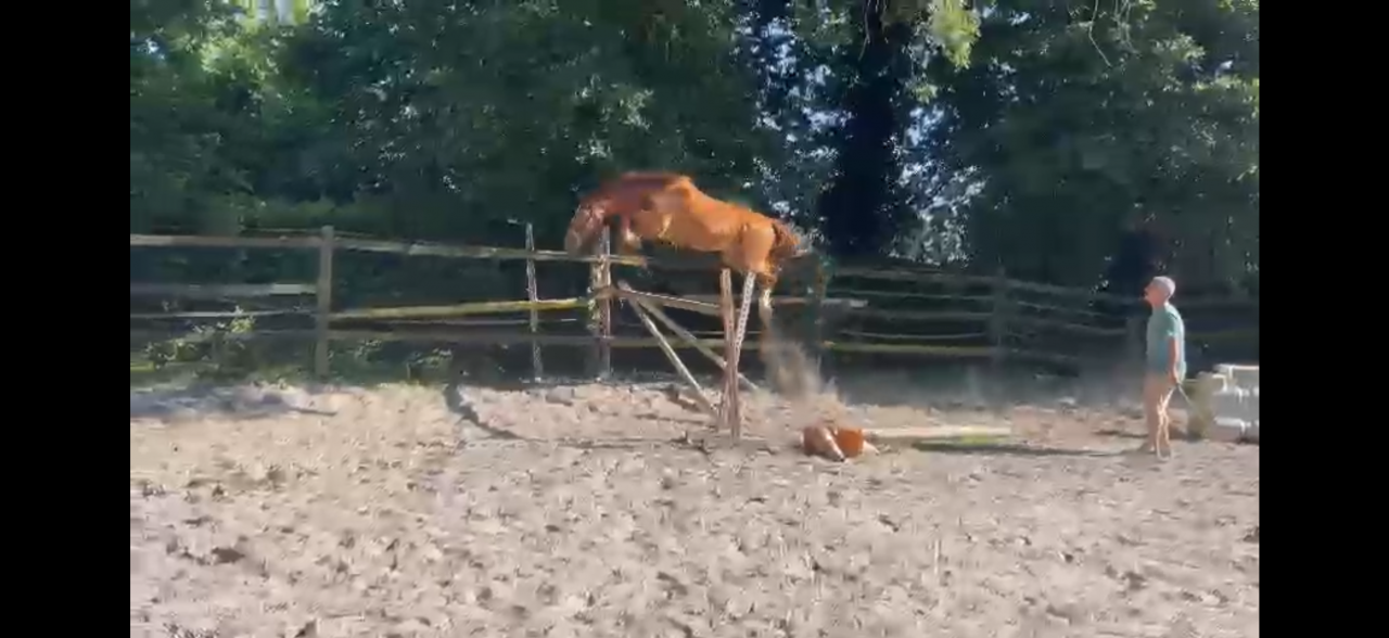 Hongre selle français 