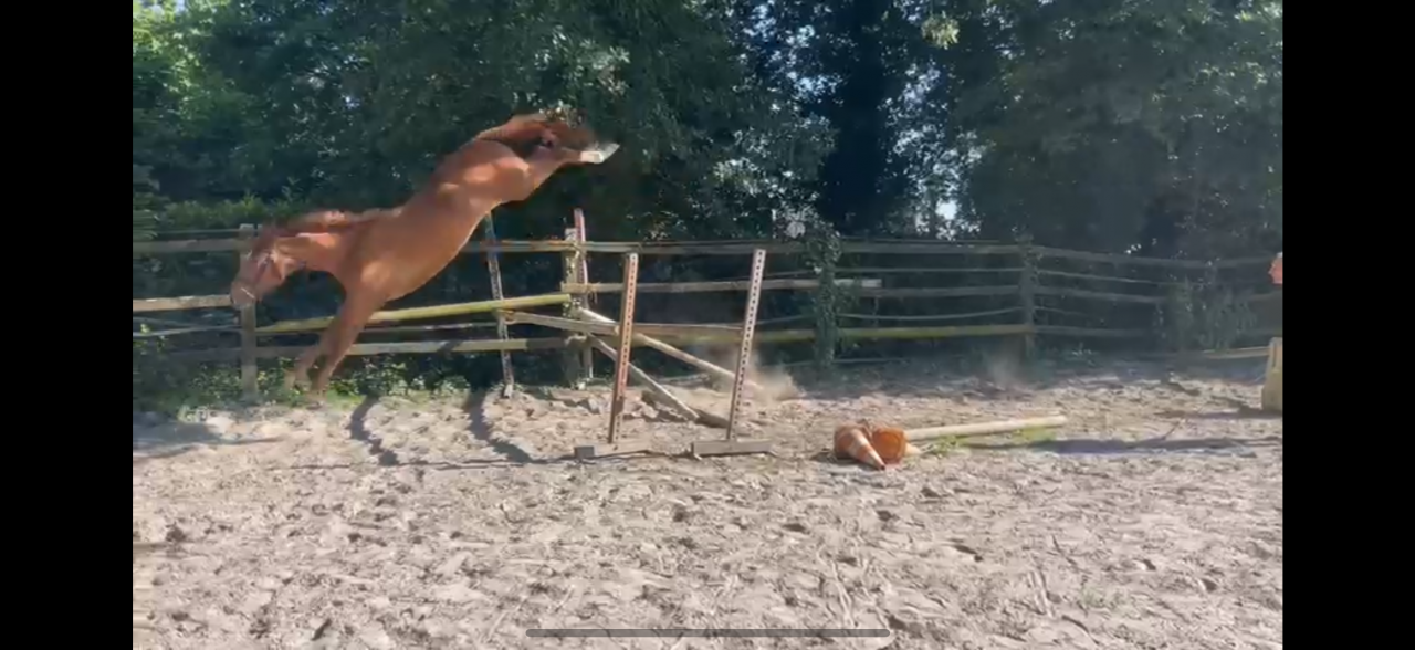 Hongre selle français 