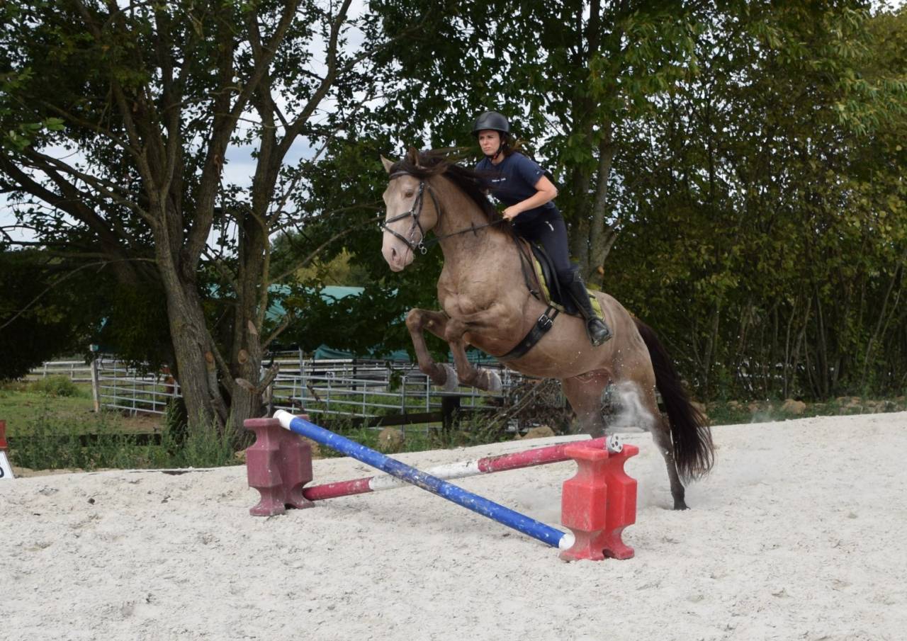 Gucci Blue, Etalon PRE x Quarter Champagne, 9 ans