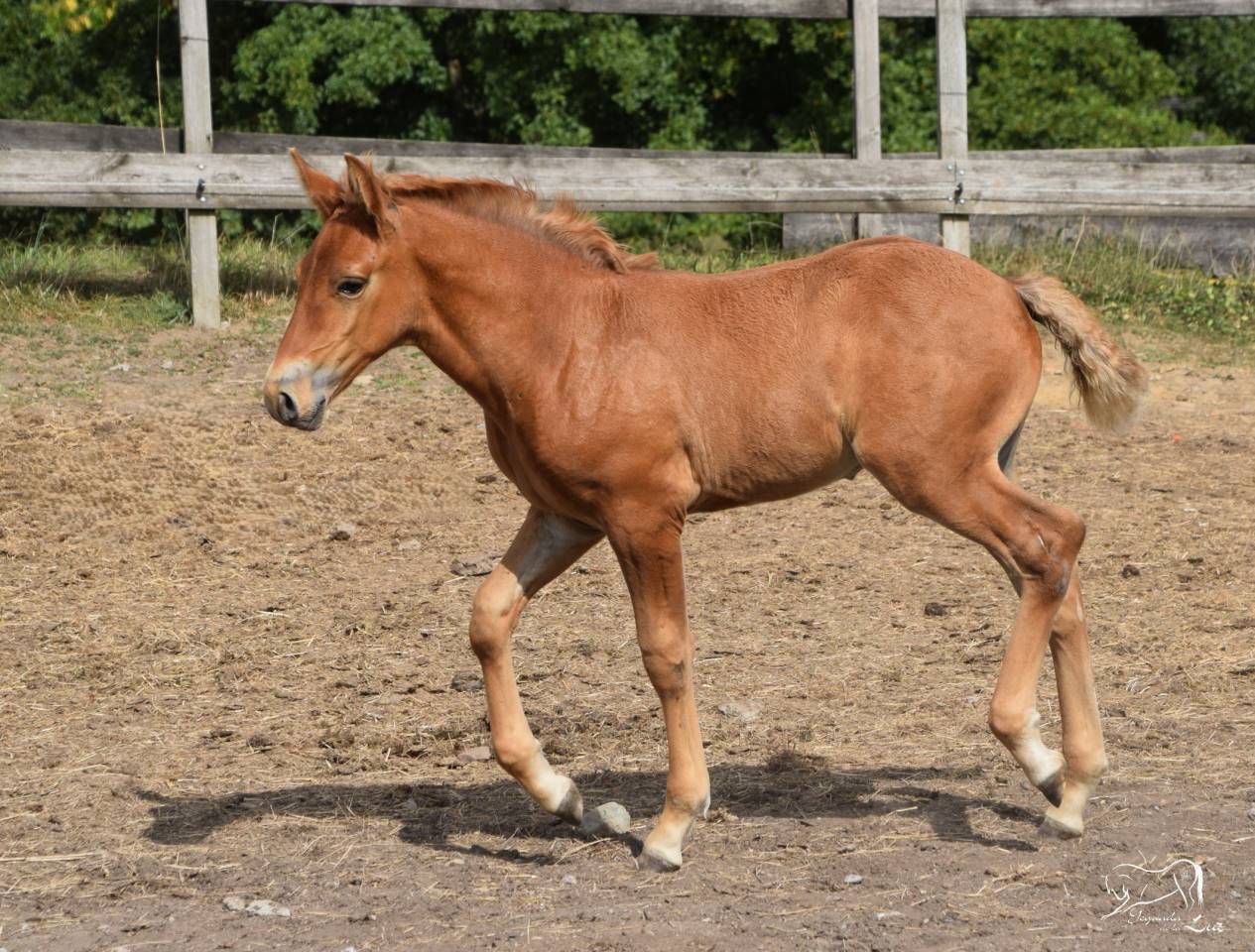 Limoncello de la Luz, PRE x Comtois, 2025, superbe