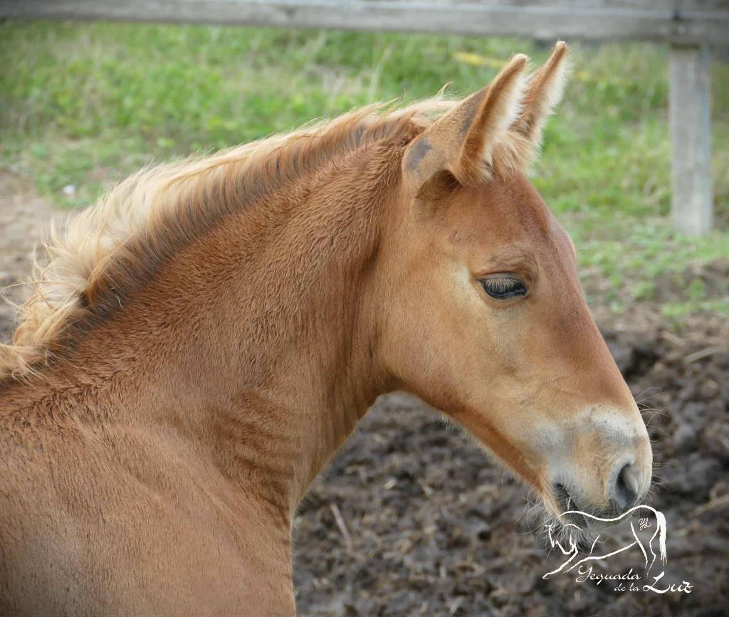 Limoncello de la Luz, PRE x Comtois, 2025, superbe