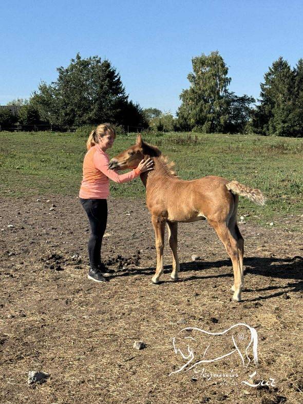 Limoncello de la Luz, PRE x Comtois, 2025, superbe