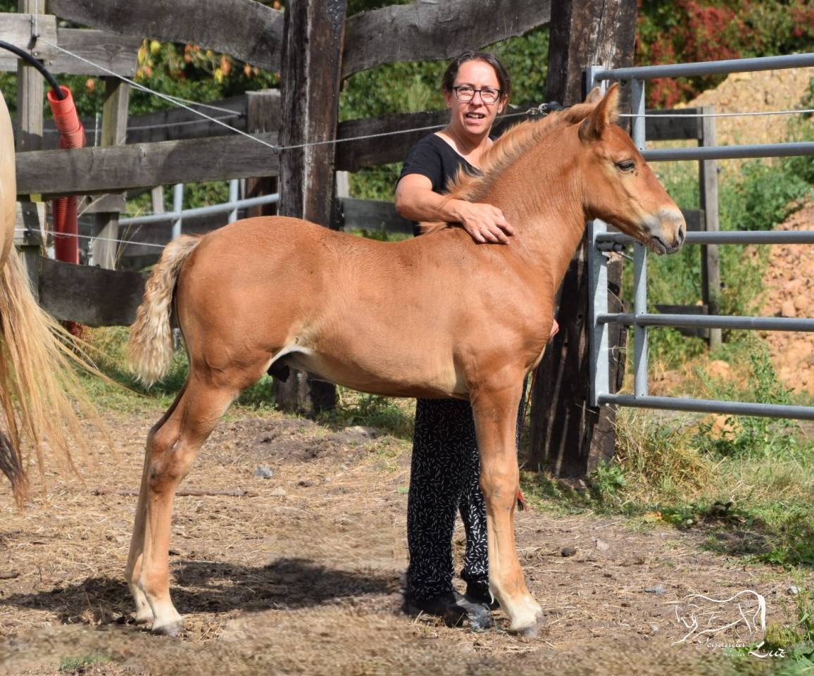 Limoncello de la Luz, PRE x Comtois, 2025, superbe