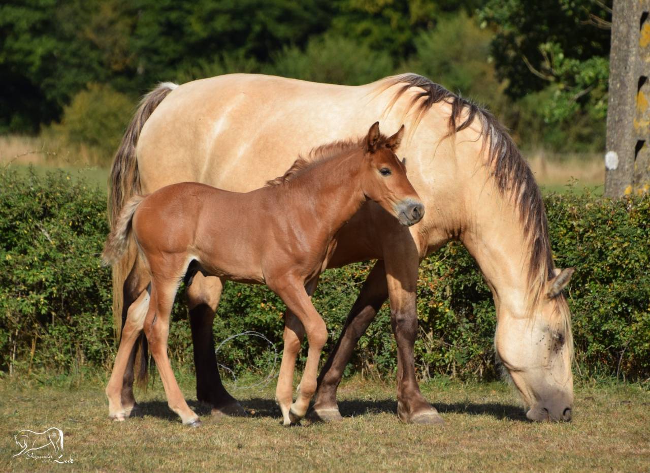 Limoncello de la Luz, PRE x Comtois, 2025, superbe