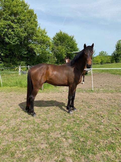 À vendre - jeune cheval Selle Français 5 ans - CSO