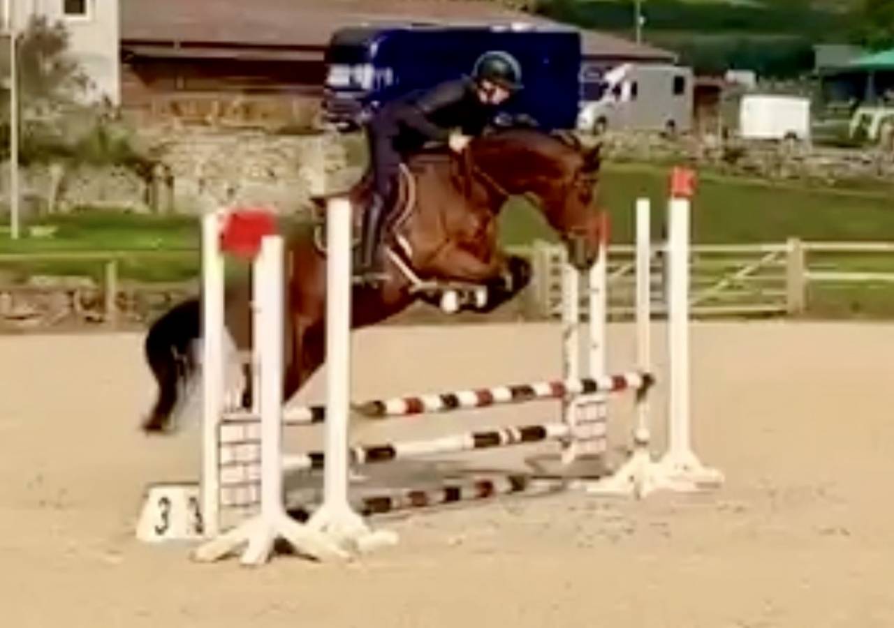 Hongre Selle Français 