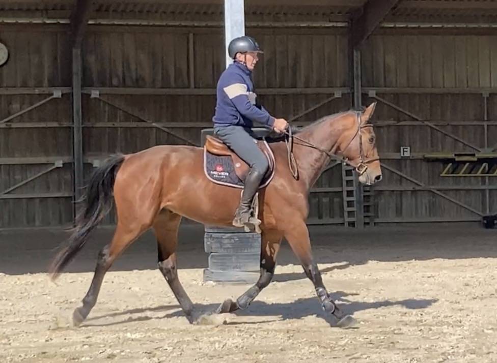 Hongre Selle Français 