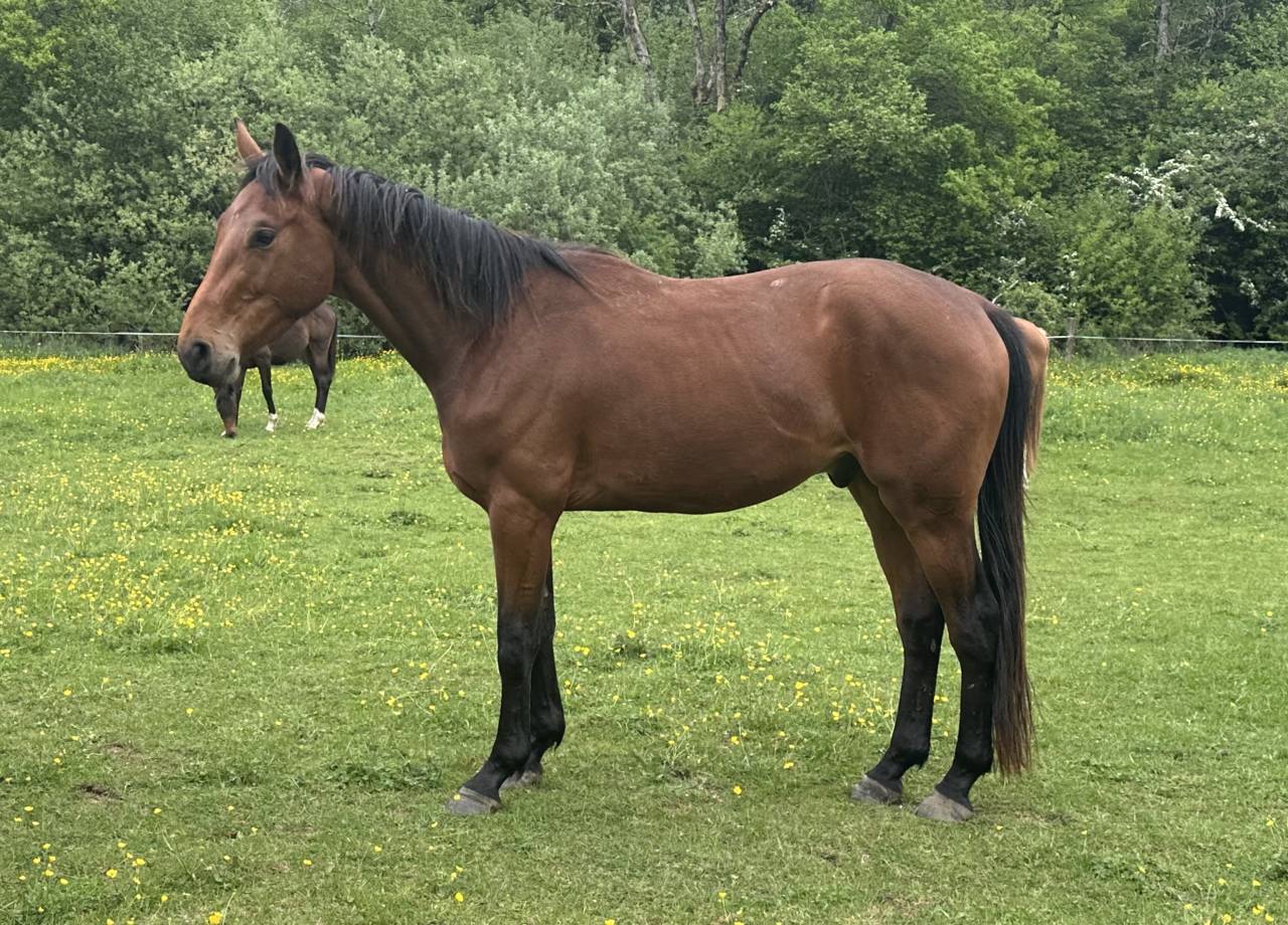 Hongre Selle Français 