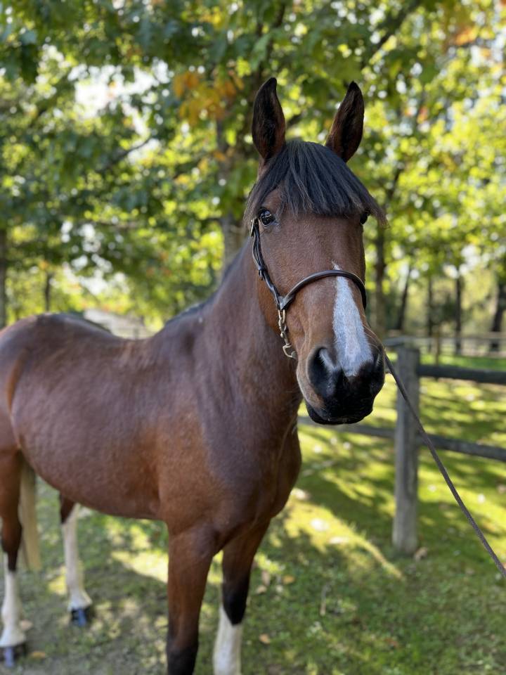 Super jument loisirs 