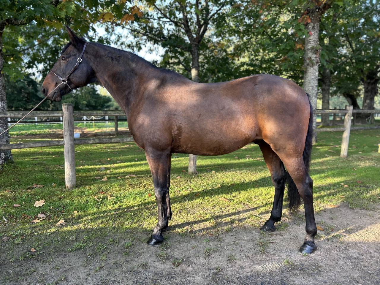 Top gentil cheval 
