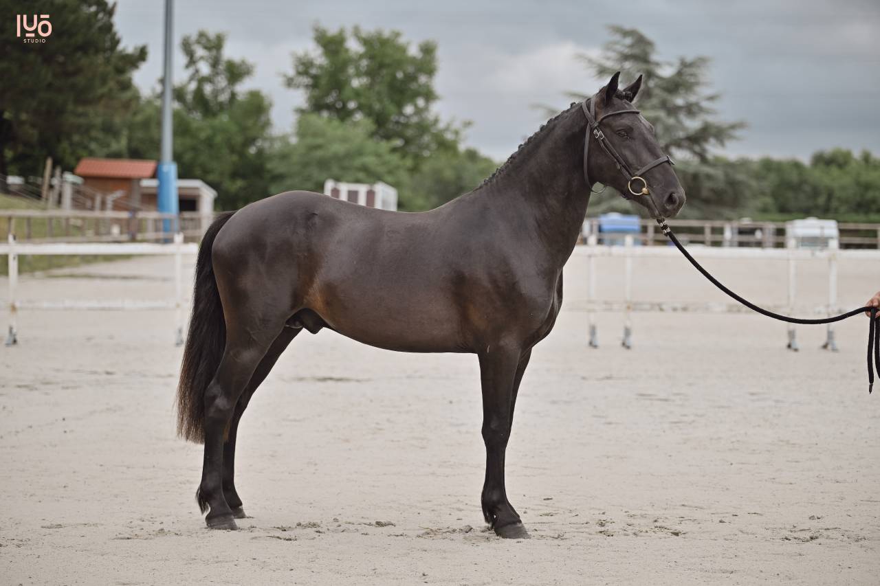 Top poney 