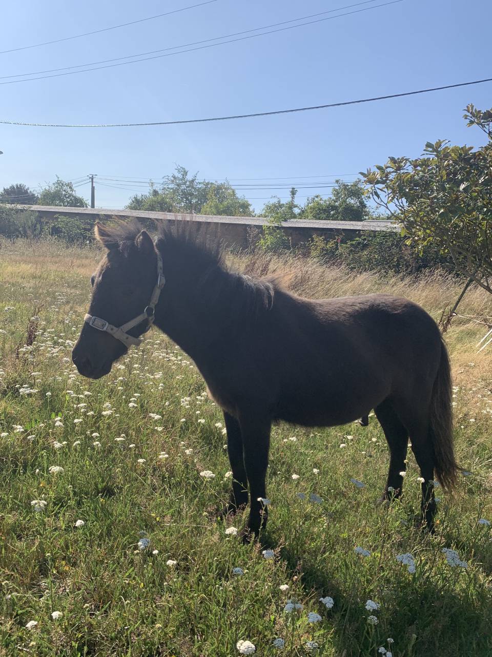Poney type shetland poulain 