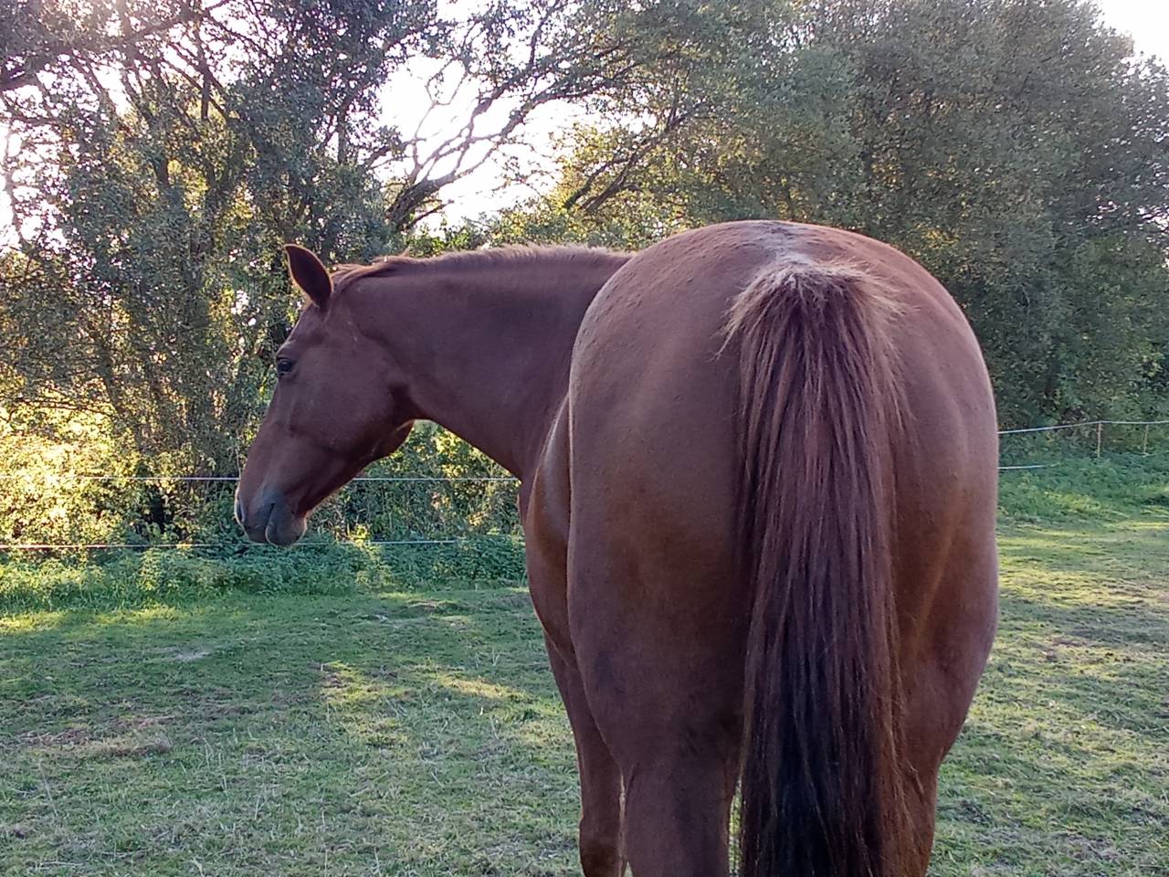 Jument pour poulinière ou sport