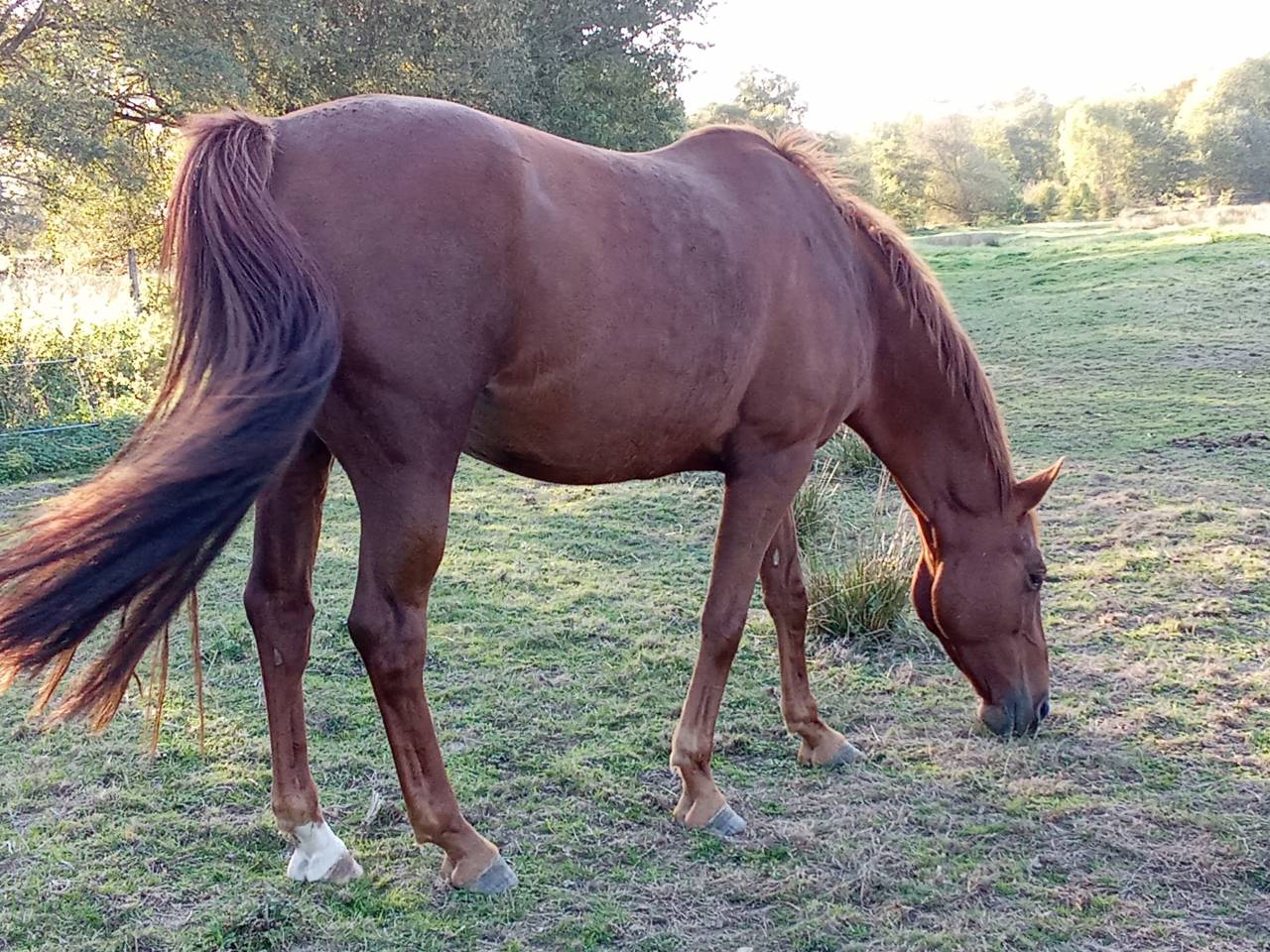 Jument pour poulinière ou sport