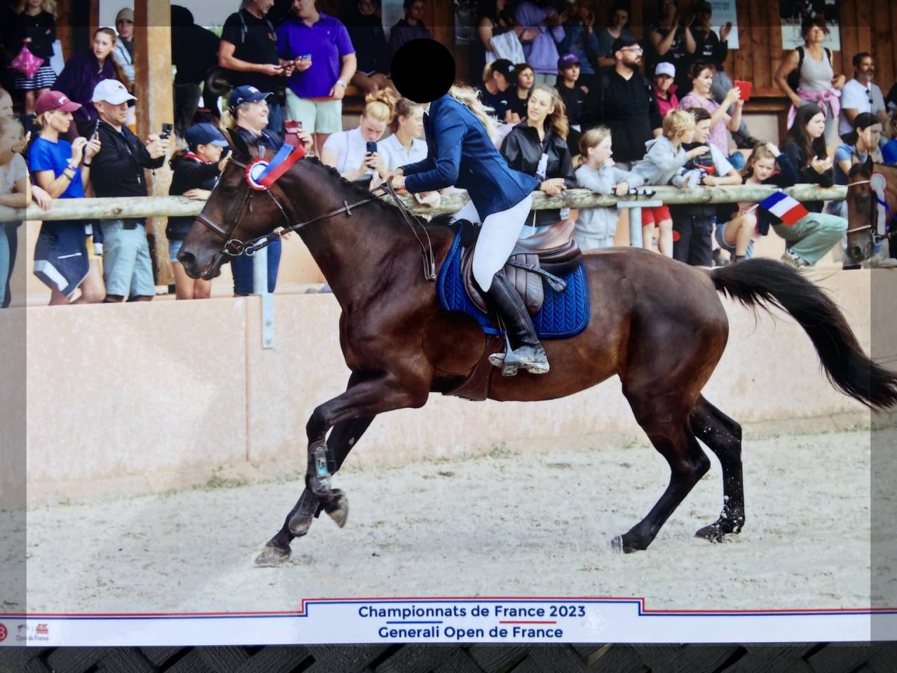Vends Jument Belgian Warmblood 2010