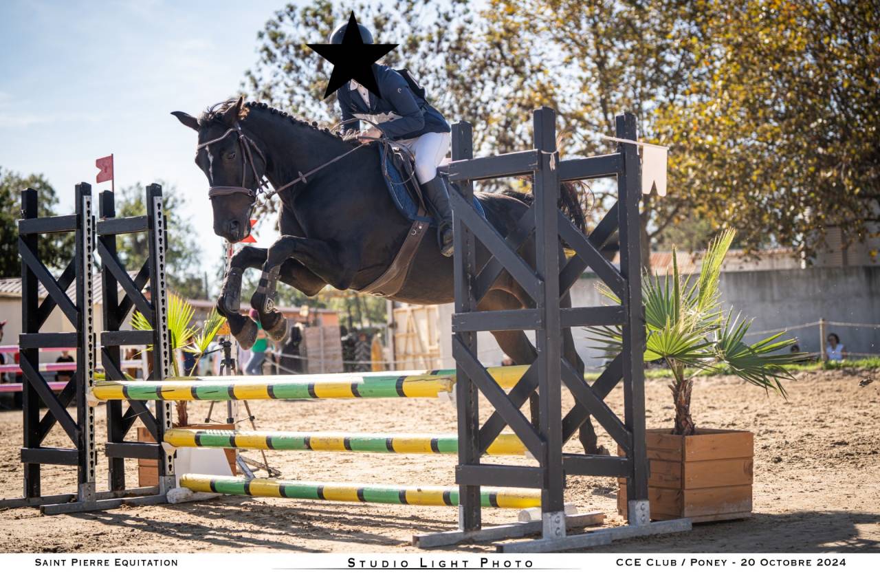 Vends Jument Belgian Warmblood 2010