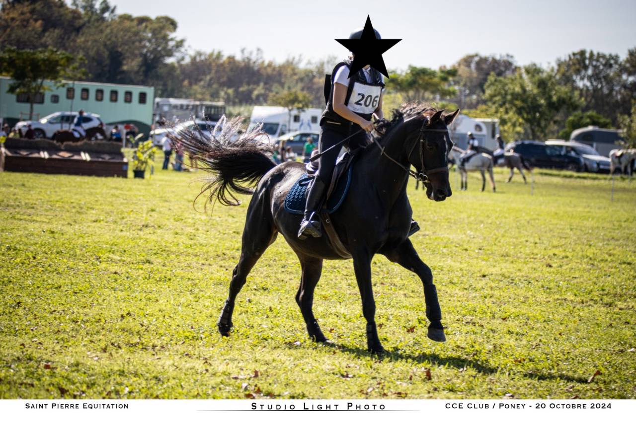 Vends Jument Belgian Warmblood 2010