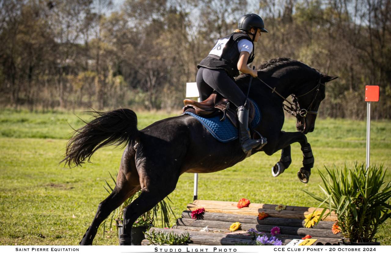 Vends Jument Belgian Warmblood 2010
