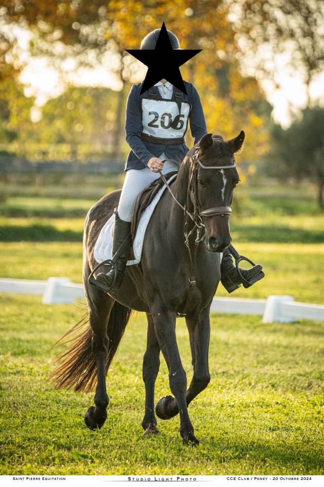 Vends Jument Belgian Warmblood 2010