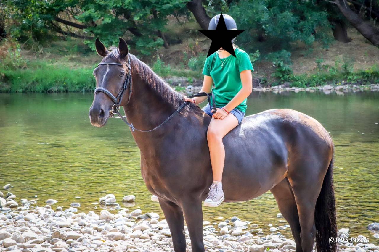 Vends Jument Belgian Warmblood 2010