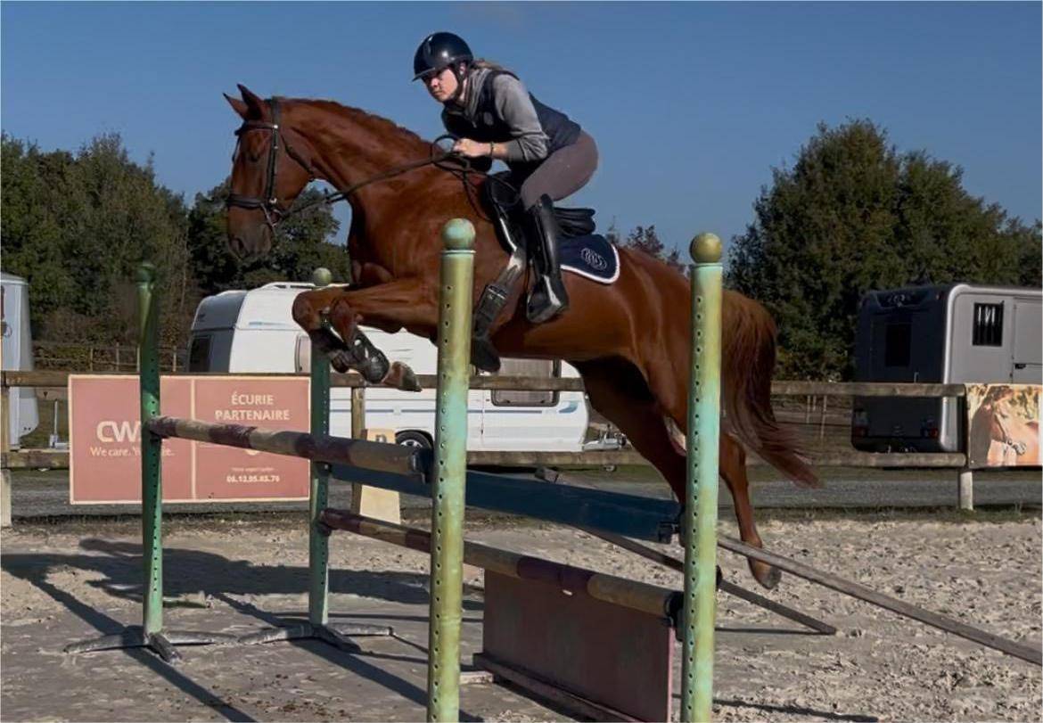 Hongre - SF - 4ans