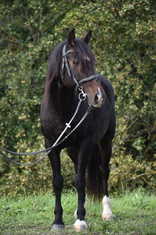 Super poney à vendre