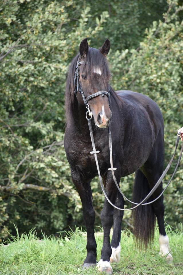 Super poney à vendre