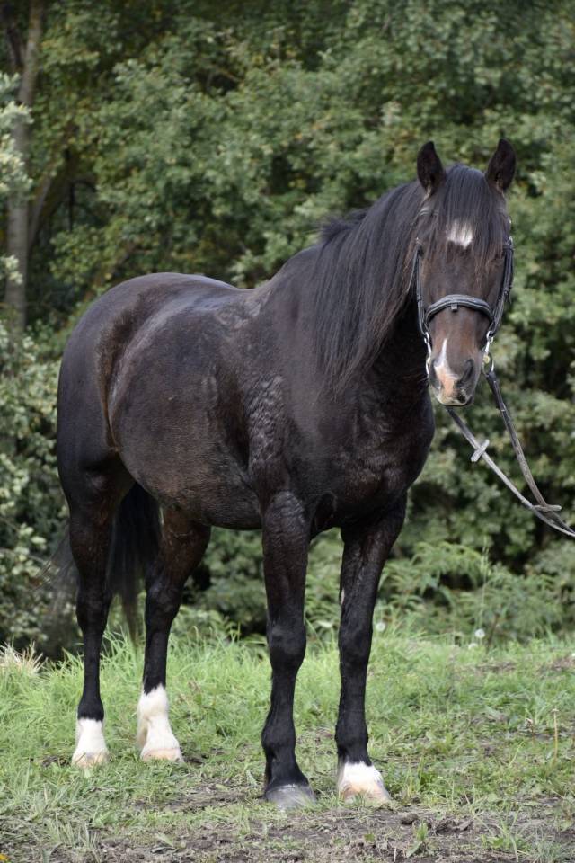 Super poney à vendre